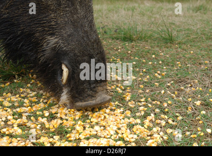 Wildschwein (Sus Scrofa), Mais, Seadrift Texas Essen Stockfoto