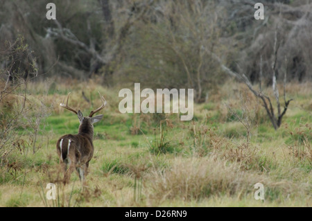 Eine Trophäe Whitetail Buck Rotwild (Odocoileus Virginianus) in der Nähe von Tilden Texas Stockfoto