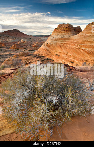 Sandstein "Tipis" in Coyote Buttes South Stockfoto