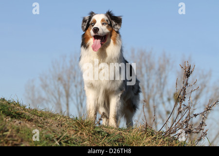 Hund Australian Shepherd / Aussie Erwachsenen stehen blue Merle blaue Augen Stockfoto