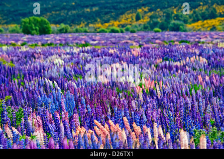 Bereich von Russell Lupine, Lupinus Polyphyllus, in der Eglinton River Valley im Fiordland National Park entlang der Milford Road, Stockfoto