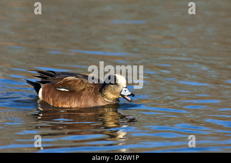 Amerikanische Pfeifente (Anas Americana) Drake, Austin Texas Stockfoto