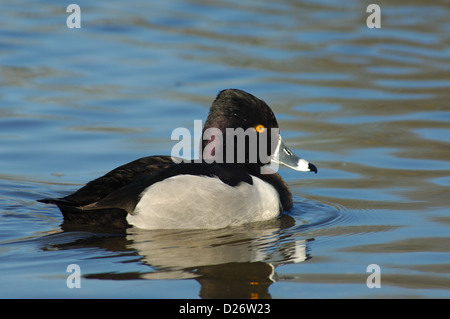 Ein Drake Ring – Necked Duck (Aythya Collaris) Stockfoto