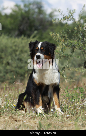 Hund Australian Shepherd / Aussie Erwachsenen sitzen schwarz Tricolor Stockfoto