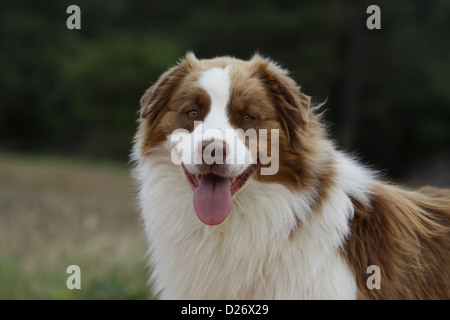 Hund Australian Shepherd / Aussie Erwachsenen Porträt rot Tricolor Stockfoto