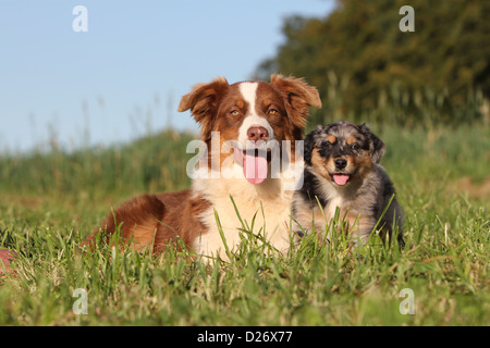Hund Australian Shepherd / Aussie Welpen auf einer Wiese und Erwachsene Stockfoto