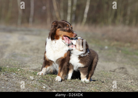 Hund Australian Shepherd / Aussie Erwachsene und Welpen spielen Stockfoto