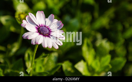 Gerbera Blume im Garten mit Wassertropfen auf Blatt Stockfoto