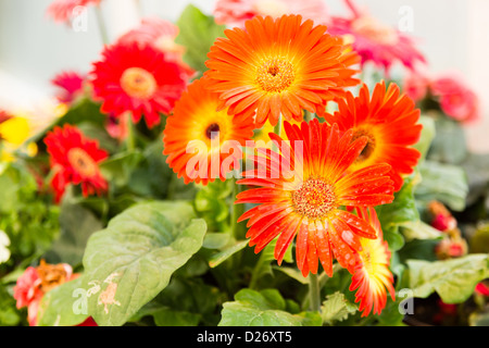 rote Gerbera Blume im Topf im Garten Stockfoto