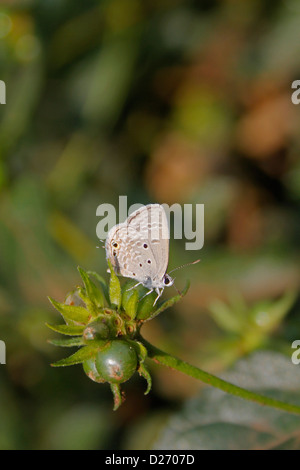 Nahaufnahme von Chilades Pandava Pandava ´s wenig Schmetterling, Chilades Pandava pandava Stockfoto