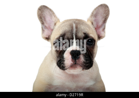 Nahaufnahme von einem 8 Wochen alten Welpen Frenchie. Stockfoto