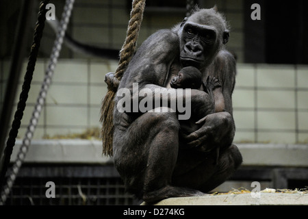 Weiblichen Gorilla Changa-Maida hält ihr Newbord im Zoo in Münster, 15. Januar 2013. Es wurde am 13. Januar 2013 geboren und die Mutter hat es gehalten, so nah an ihrem Körper seit dann, dass die Hüter nicht in der Lage wurden zu unterscheiden, ob es ein Männchen von Weibchen ist. Foto: MARIUS BECKER Stockfoto