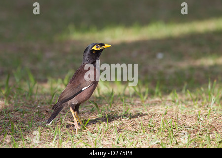 Hirtenmaina (Acridotheres Tristis) Stockfoto