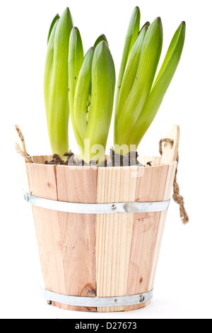 Hyazinthe Blumen wachsen in der Erde auf einem weißen Hintergrund Stockfoto