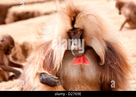 Einem großen männlichen Gelada Pavian auf der nördlichen Böschung in den Simien Mountains, Nord-Äthiopien, Afrika. Stockfoto