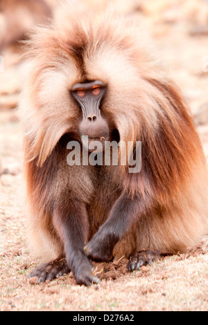 Ein Porträt von einem großen männlichen Gelada Pavian auf der nördlichen Böschung in den Simien Mountains, Nord-Äthiopien, Afrika. Stockfoto