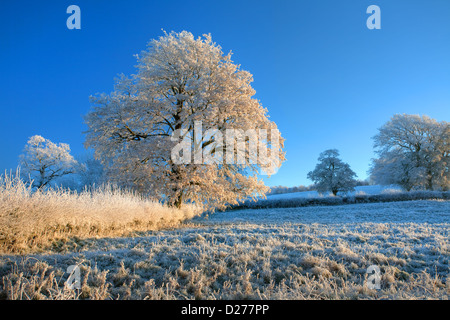 Raureif auf Baum bei Sonnenaufgang, Cotswolds, England Stockfoto