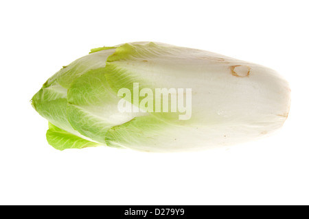 frischer Endivien auf dem weißen Hintergrund isoliert Stockfoto