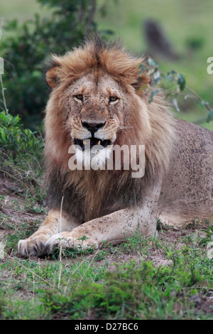 Männlichen afrikanischen Löwen starrte direkt in die Kamera in der Masai Mara, Kenia. Stockfoto