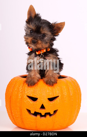 Eine süße Yorkie Welpen sitzen in einem Kürbis. Stockfoto