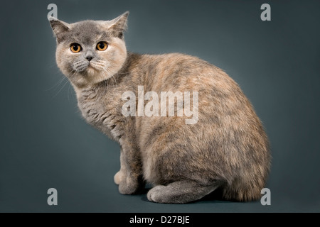 Britische Katze vor einem grauen Hintergrund. Stockfoto