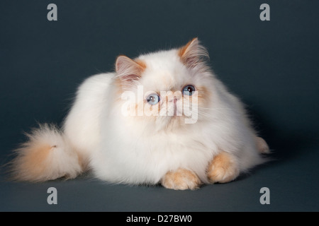 Persische Katzenrasse liegen auf grauem Hintergrund. Stockfoto