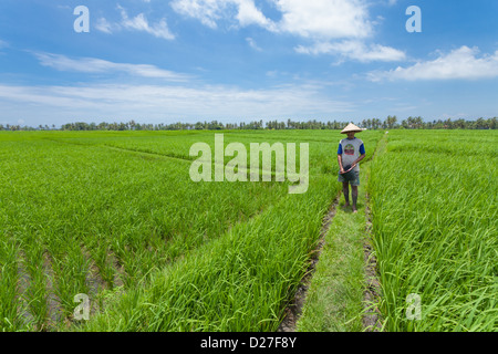 BALI - FEBRUAR 15. Landwirt arbeiten in Reisfeldern am 15. Februar 2012 in Bali, Indonesien. Stockfoto