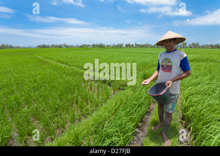 BALI - FEBRUAR 15. Landwirt arbeiten in Reisfeldern am 15. Februar 2012 in Bali, Indonesien. Stockfoto