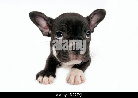 Französische Bulldogge Welpen vor einem weißen Hintergrund Stockfoto