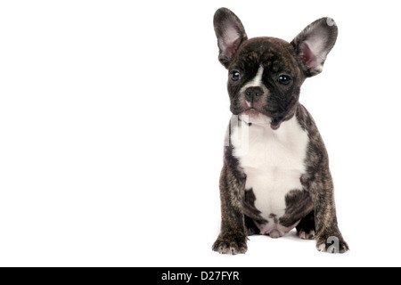 Französische Bulldogge Welpen vor einem weißen Hintergrund. Stockfoto