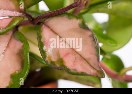 Hoya Carnosa Tricolor Topfpflanze in Bloom. Hoya Krimson Queen Pink ...