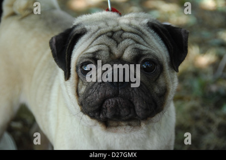 Closeup Aufnahme des Hundes Stockfoto