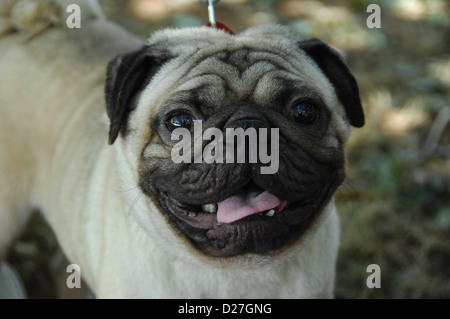 Closeup Aufnahme des Hundes Stockfoto