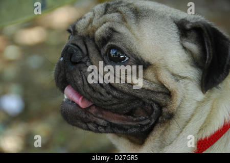 Closeup Aufnahme des Hundes Stockfoto