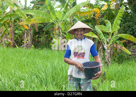 BALI - FEBRUAR 15. Landwirt arbeiten in Reisfeldern am 15. Februar 2012 in Bali, Indonesien. Stockfoto