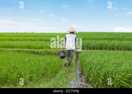 BALI - FEBRUAR 15. Landwirt arbeiten in Reisfeldern am 15. Februar 2012 in Bali, Indonesien. Stockfoto