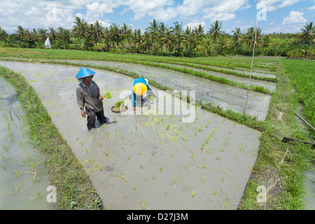 BALI - FEBRUAR 15. Landwirt arbeiten in Reisfeldern am 15. Februar 2012 in Bali, Indonesien. Stockfoto