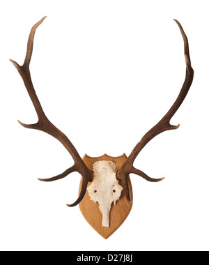 Scottish, Rotwild Hirsche Kopf und Geweih; montiert auf einer Eiche Holzschild. Stockfoto