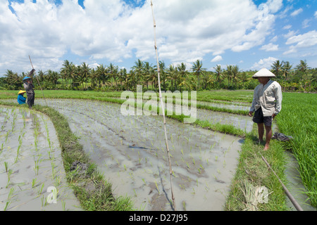 BALI - FEBRUAR 15. Landwirt arbeiten in Reisfeldern am 15. Februar 2012 in Bali, Indonesien. Stockfoto