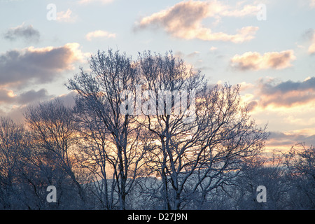 Sonnenaufgang über ein Maßwerk des Schnees Zweige im Winter überdacht Stockfoto