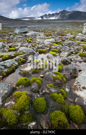 Grünes Moos und den Berg Snøhetta, 2286 m Dovrefjell Nationalpark, Norwegen. Stockfoto