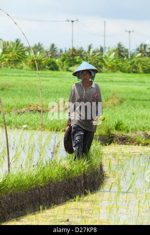 BALI - FEBRUAR 15. Landwirt arbeiten in Reisfeldern am 15. Februar 2012 in Bali, Indonesien. Stockfoto