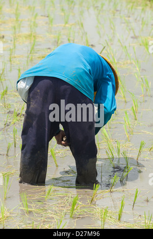 BALI - FEBRUAR 15. Landwirt arbeiten in Reisfeldern am 15. Februar 2012 in Bali, Indonesien. Stockfoto