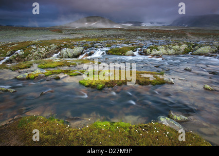 Grünes Moos Teppich und Fluss in der Nähe von Snøheim im Dovrefjell Nationalpark, Dovre, Norwegen. Stockfoto