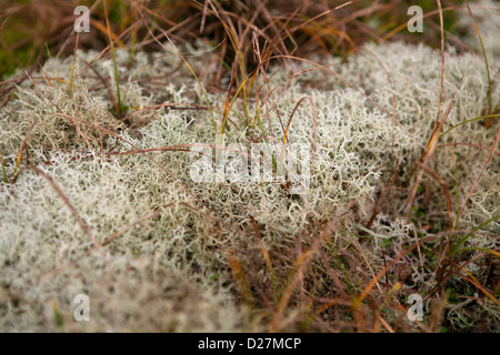 Rentierflechte (Cladonia portentosa) mit Gräsern Stockfoto