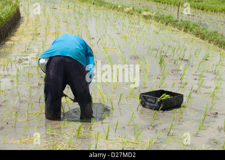 BALI - FEBRUAR 15. Landwirt arbeiten in Reisfeldern am 15. Februar 2012 in Bali, Indonesien. Stockfoto