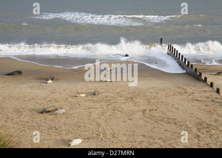 Der Strand am Meer Palling, Norfolk, Ende November, mit Dichtungen und ihre Welpen (Halichoerus Grypus). Stockfoto