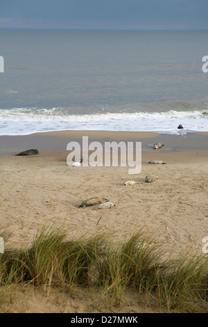 Der Strand am Meer Palling, Norfolk, Ende November, mit Dichtungen und ihre Welpen (Halichoerus Grypus). Stockfoto