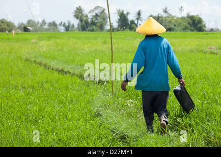 BALI - FEBRUAR 15. Landwirt arbeiten in Reisfeldern am 15. Februar 2012 in Bali, Indonesien. Stockfoto