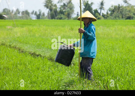 BALI - FEBRUAR 15. Landwirt arbeiten in Reisfeldern am 15. Februar 2012 in Bali, Indonesien. Stockfoto